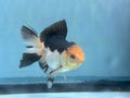 LIVE FANCY GOLDFISH PREMIUM BREED SPECIAL COLOR PANDA THAI ORANDA 3'' BODY LLL
