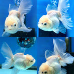 Thai Fancy white Oranda 3 inch body LLL