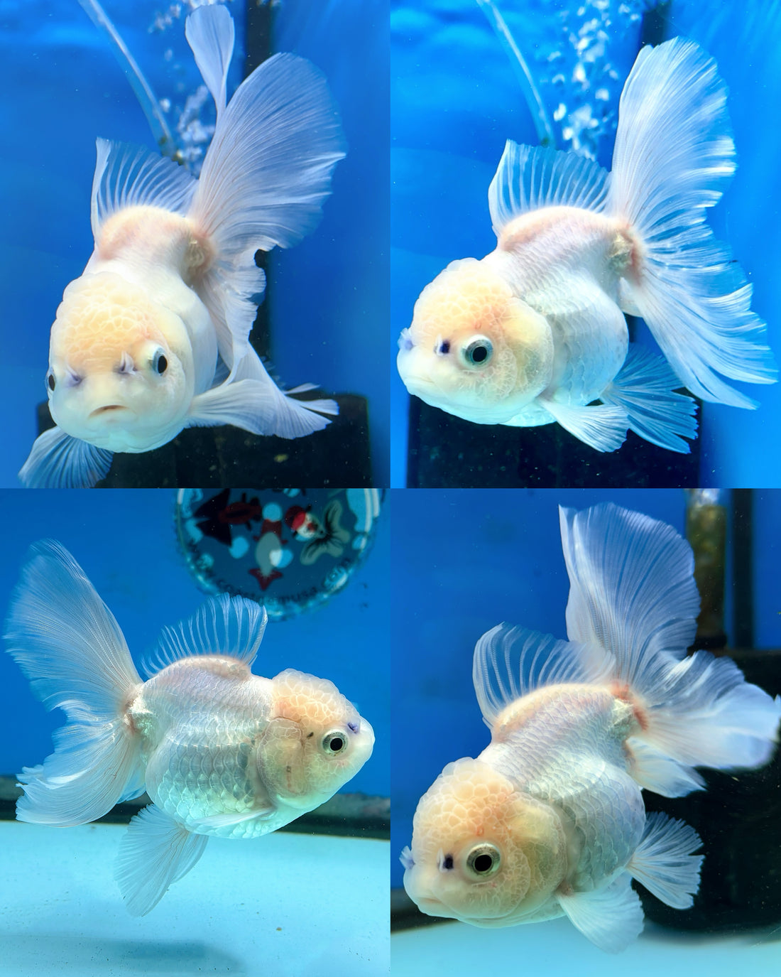 Thai Fancy white Oranda 3 inch body LLL