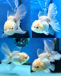 Thai Fancy white Oranda 3 inch body LLL