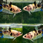 LIVE BETTA FANCY YELLOW KOI FEMALE  (LLL-3015) WHAT YOU SEE WHAT YOU GET!