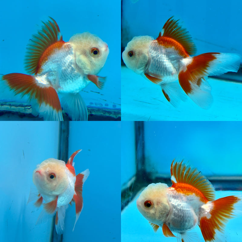 Red/white lemon head Oranda 2.25 inches LLL-1
