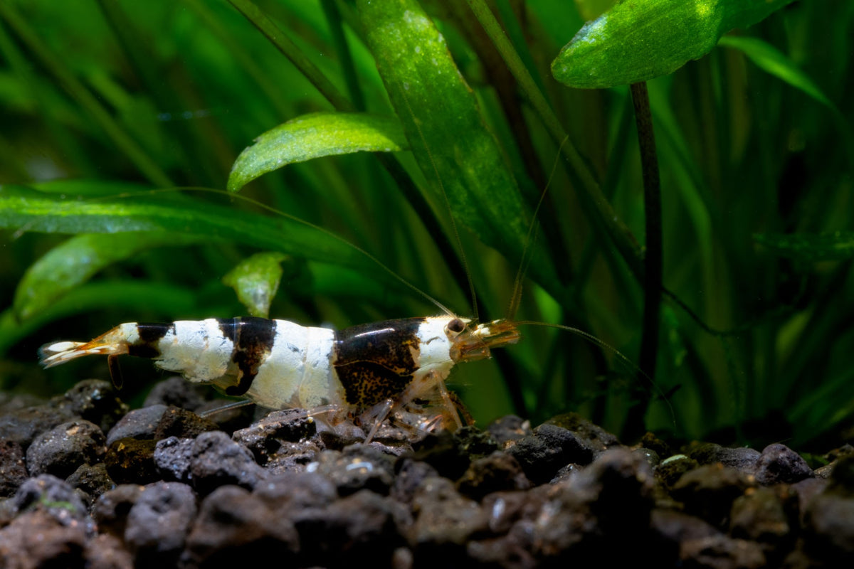 Live Freshwater Aquarium Shrimp Crystal Black Shrimp (Caridina)
