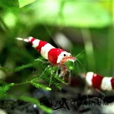 Live Freshwater Aquarium Shrimp Crystal Red Shrimp (Caridina)
