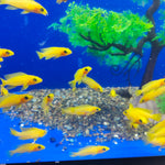 Live Leleupi African Cichlid 1.5" - 2" (Neolamprologus leleupi)