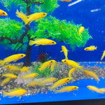 Live Leleupi African Cichlid 1.5" - 2" (Neolamprologus leleupi)