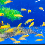 Live Leleupi African Cichlid 1.5" - 2" (Neolamprologus leleupi)