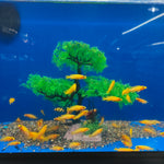 Live Leleupi African Cichlid 1.5" - 2" (Neolamprologus leleupi)