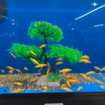 Live Leleupi African Cichlid 1.5" - 2" (Neolamprologus leleupi)