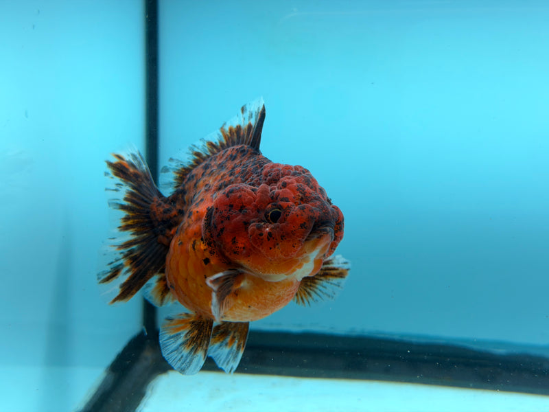 Thai Kirin Oranda  3'' Male (KP-308)R2C05