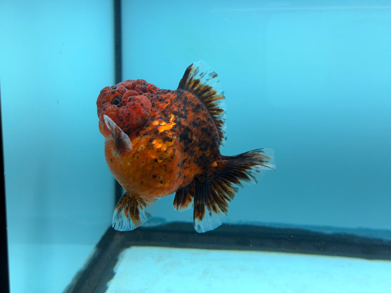 Thai Kirin Oranda  3'' Male (KP-308)R2C05