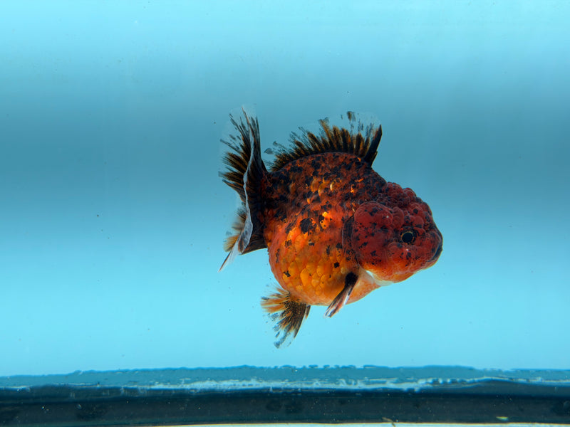Thai Kirin Oranda  3'' Male (KP-308)R2C05