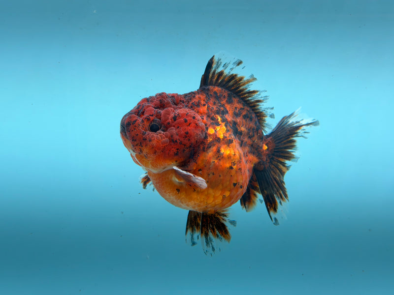 Thai Kirin Oranda  3'' Male (KP-308)R2C05