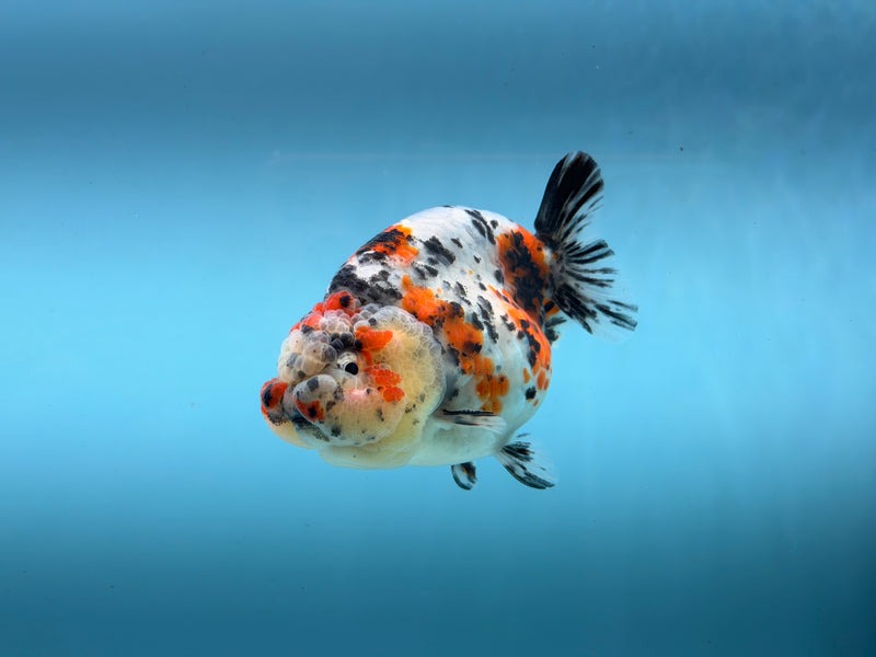 Thai AAA Tri-Color Ranchu  3.5''  Male (KP-309)R2C05