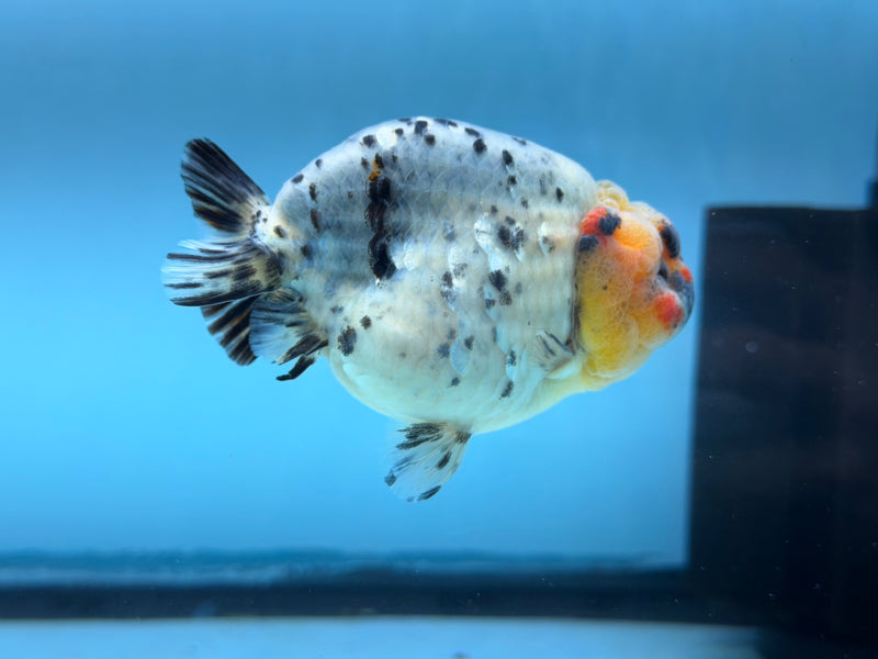 Thai AAA Dalmatian Ranchu  3.5''  Female (KP-310)R2C05