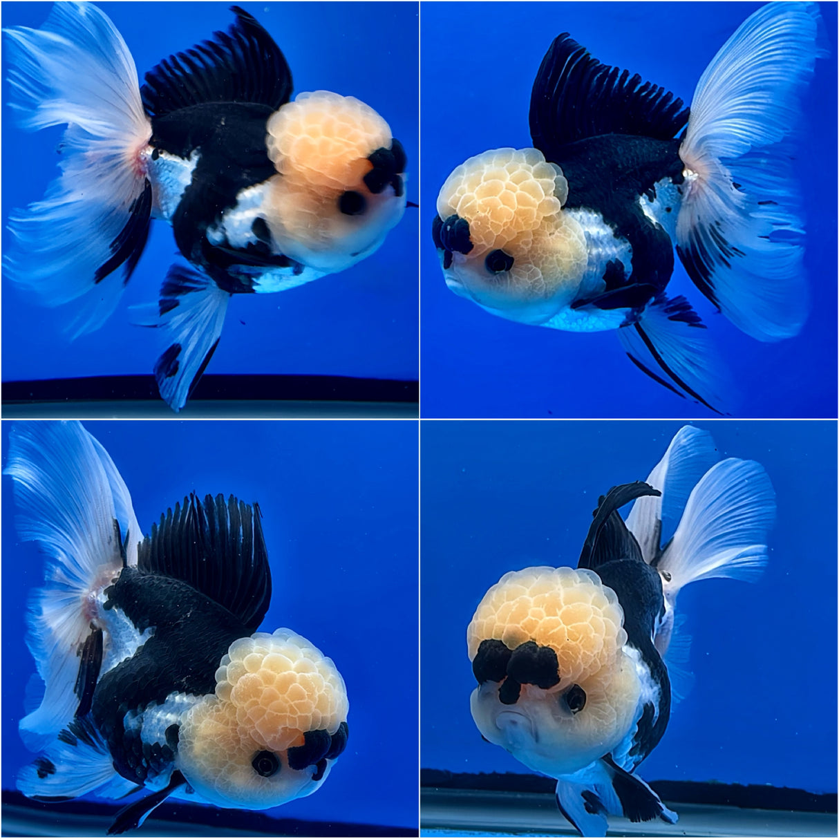Thai Fancy Panda FeMale Oranda 3.5" Body (Lux-03) R3A16