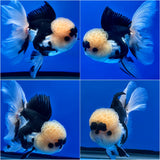 Thai Fancy Panda FeMale Oranda 3.5" Body (Lux-03) R3A16