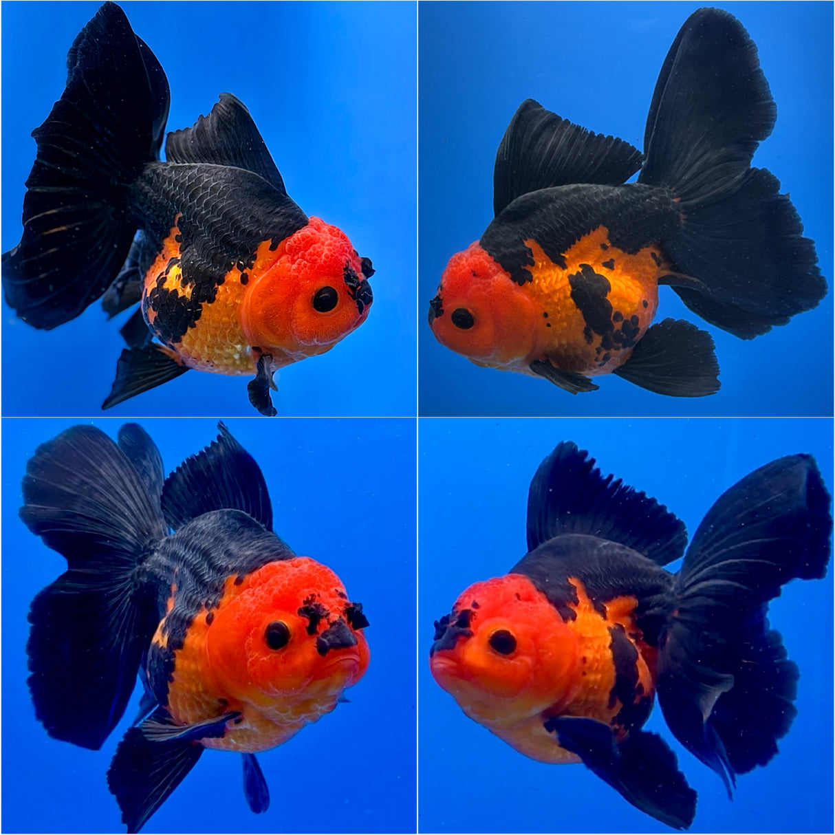 Thai Fancy Apache FeMale Oranda 4" Body (Lux-04) R3A10