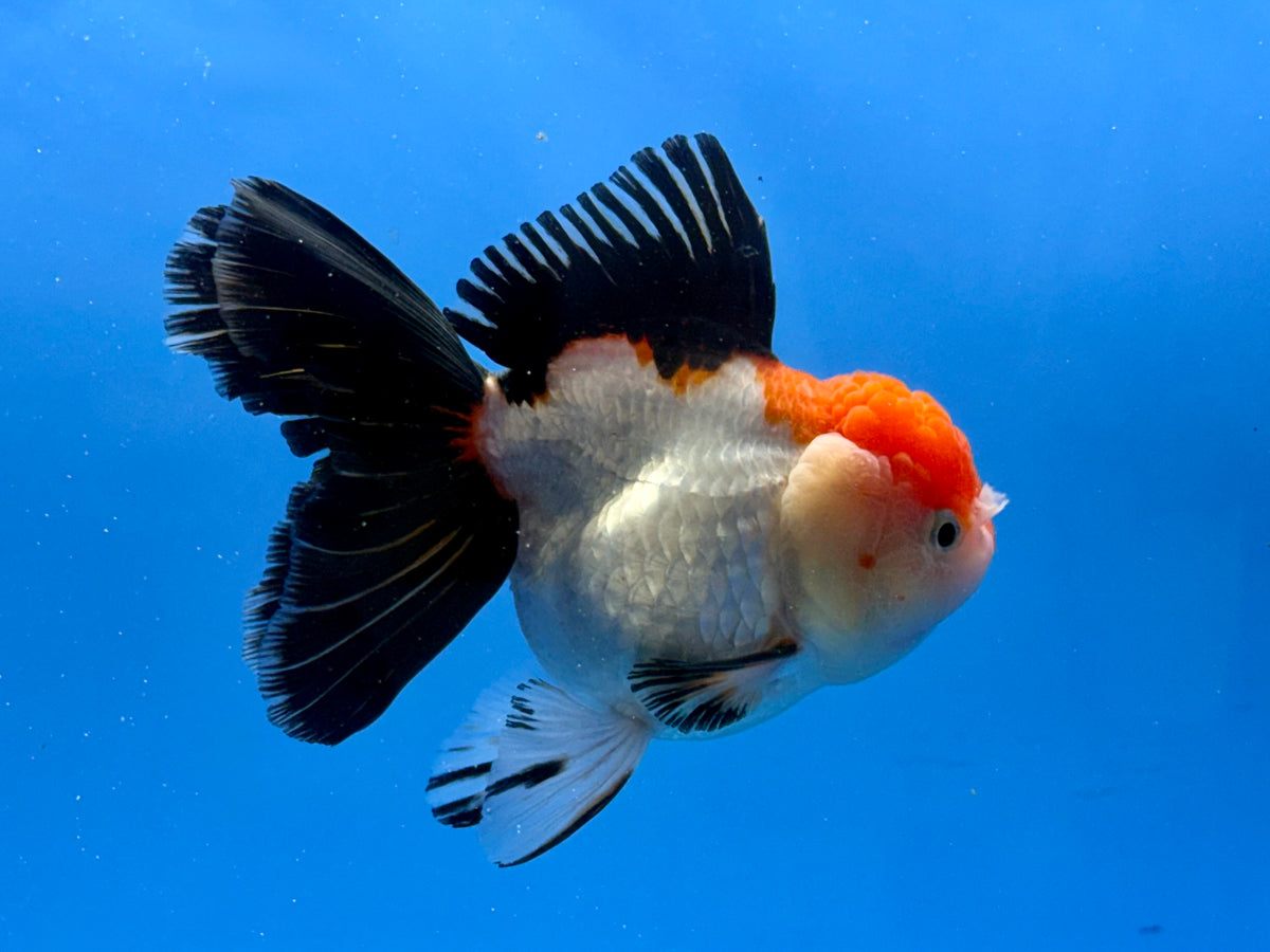 Thai Fancy Tri.color FeMale Oranda 4" Body (Lux-05) R3A10