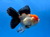 Thai Fancy Tri.color FeMale Oranda 4" Body (Lux-05) R3A10