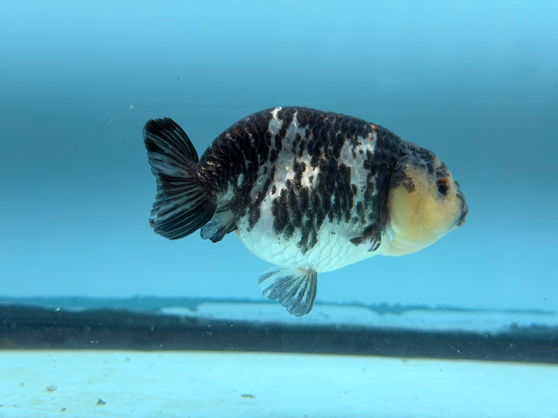 Thai AAA White Tiger Ranchu  3.5''  Female  (KP-313)R2C05
