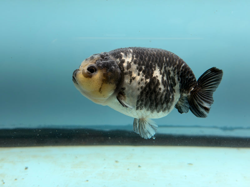 Thai AAA White Tiger Ranchu  3.5''  Female  (KP-313)R2C05