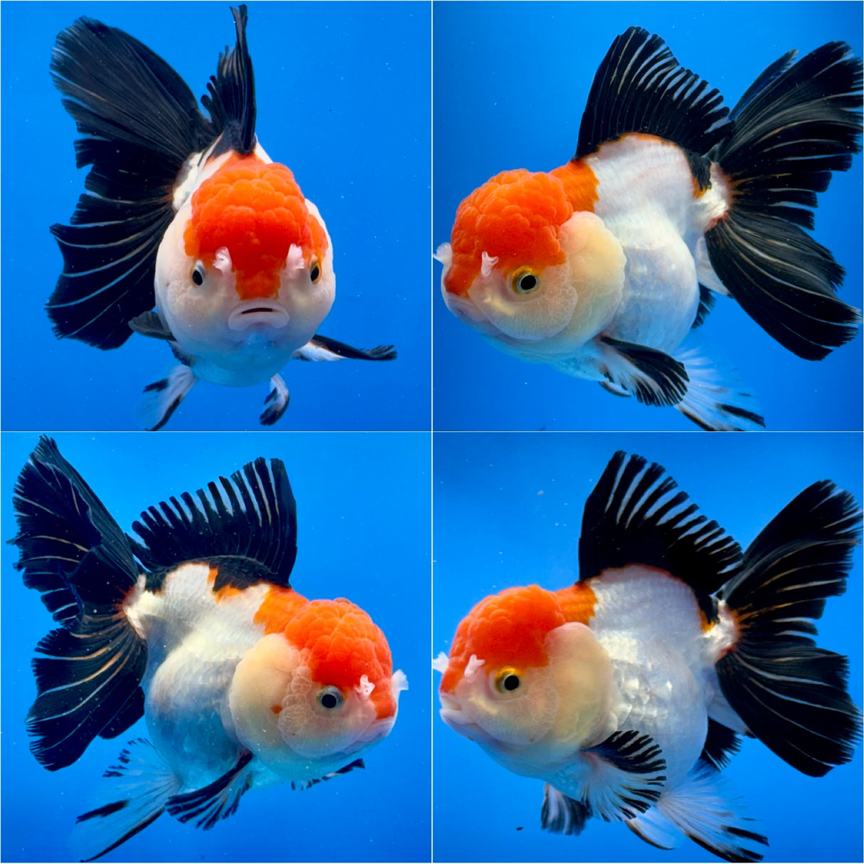 Thai Fancy Tri.color FeMale Oranda 4" Body (Lux-05) R3A10