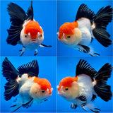 Thai Fancy Tri.color FeMale Oranda 4" Body (Lux-05) R3A10