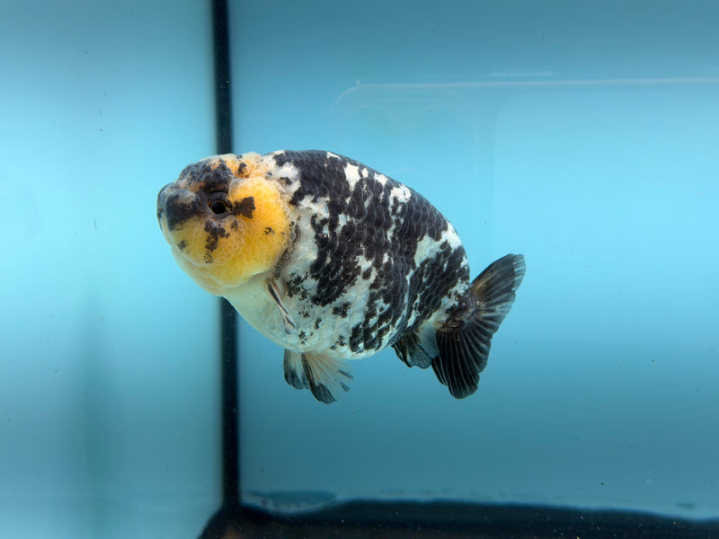 Thai AAA White Tiger Ranchu  3.5''  Female  (KP-314)R2C05