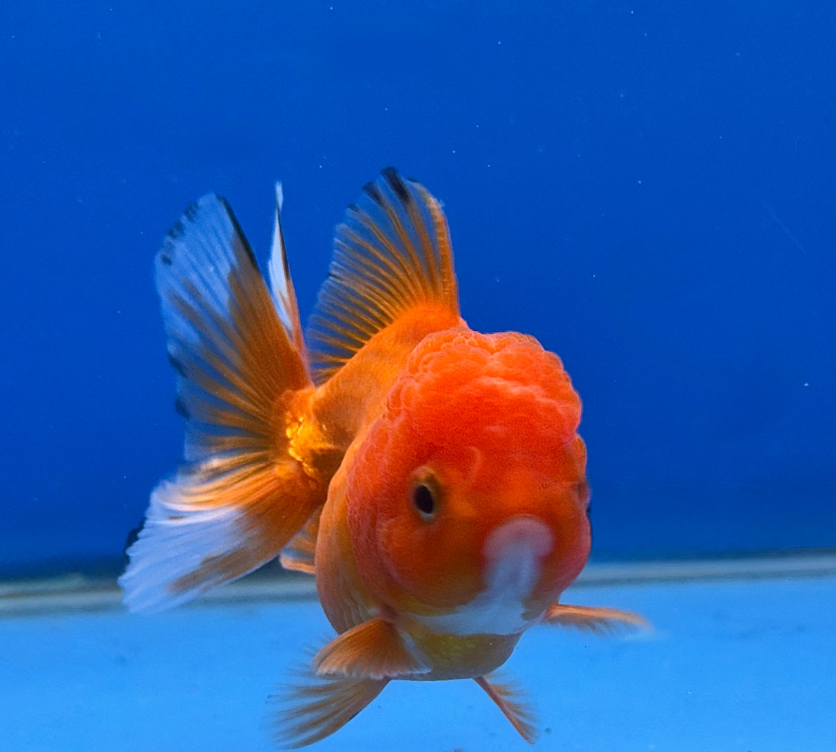Thai Oranda Red 2.5" Body FeMale (Lux-07)R3B15