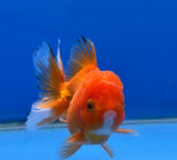 Thai Oranda Red 2.5" Body FeMale (Lux-07)R3B15