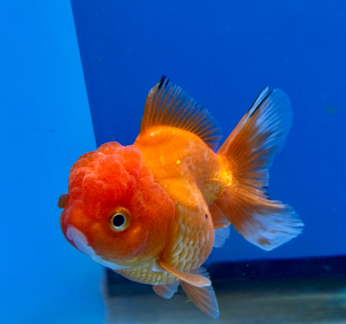 Thai Oranda Red 2.5" Body FeMale (Lux-07)R3B15