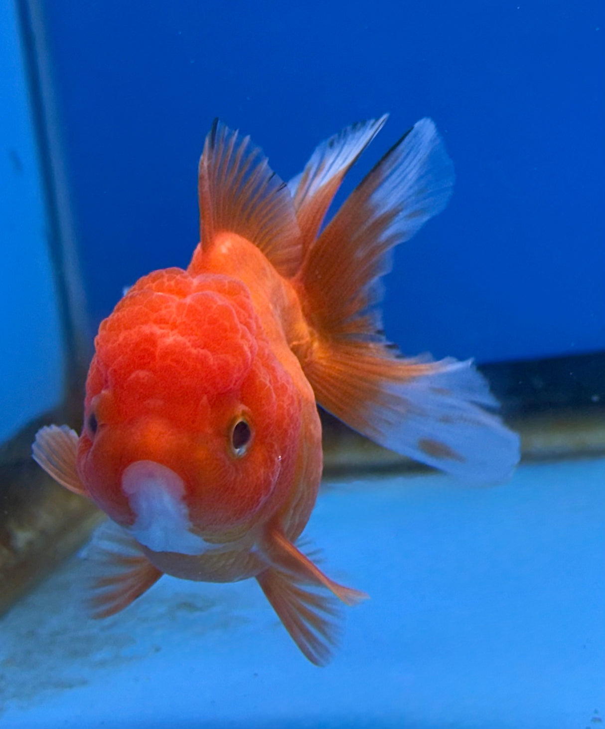 Thai Oranda Red 2.5" Body FeMale (Lux-07)R3B15