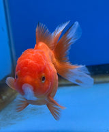 Thai Oranda Red 2.5" Body FeMale (Lux-07)R3B15