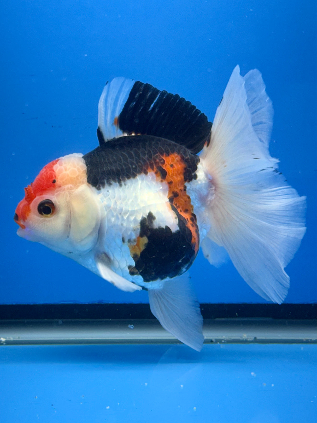 Thai Oranda Tircolor 4.5"inch Body Female (Tex-353) R1A8