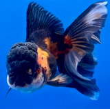 Thai Oranda Tricolor 3"inch Body Female (Tex-356) R1A8