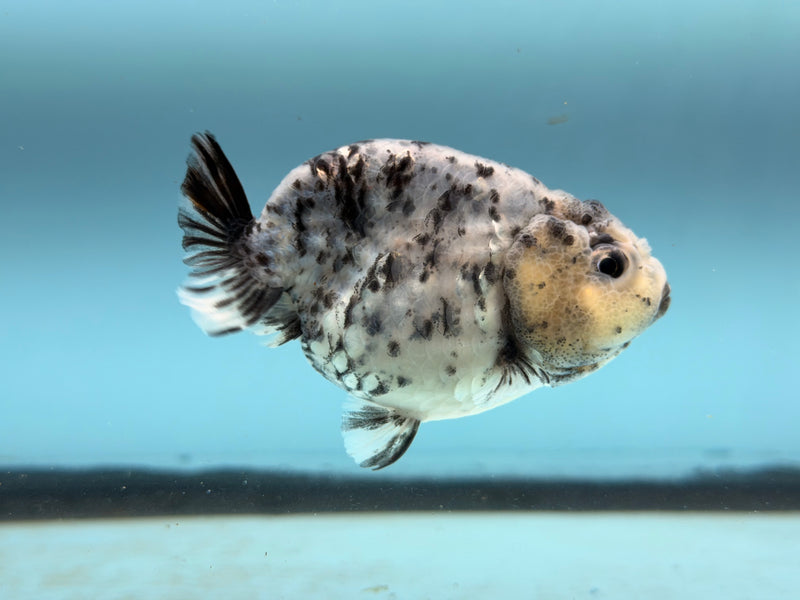 Thai AAA Granite Ranchu  3.5''  Małe  (KP-316)R2C05