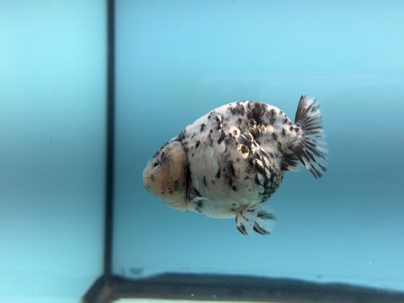 Thai AAA Granite Ranchu  3.5''  Małe  (KP-316)R2C05