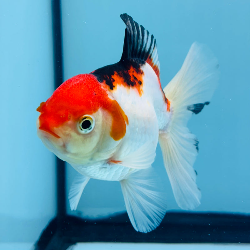 Thai Tri-Color Oranda Giant Breed Female 3.00 Body (KP-161)R1B12