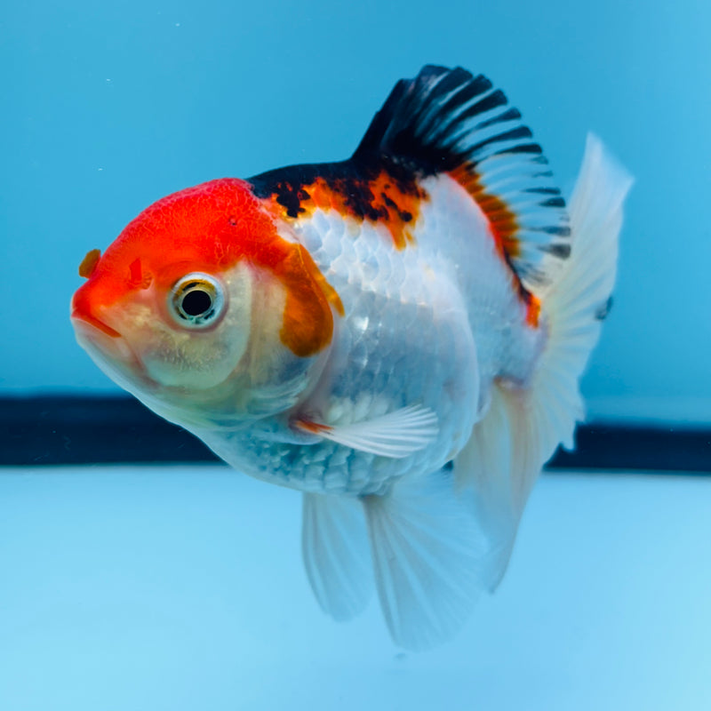 Thai Tri-Color Oranda Giant Breed Female 3.00 Body (KP-161)R1B12
