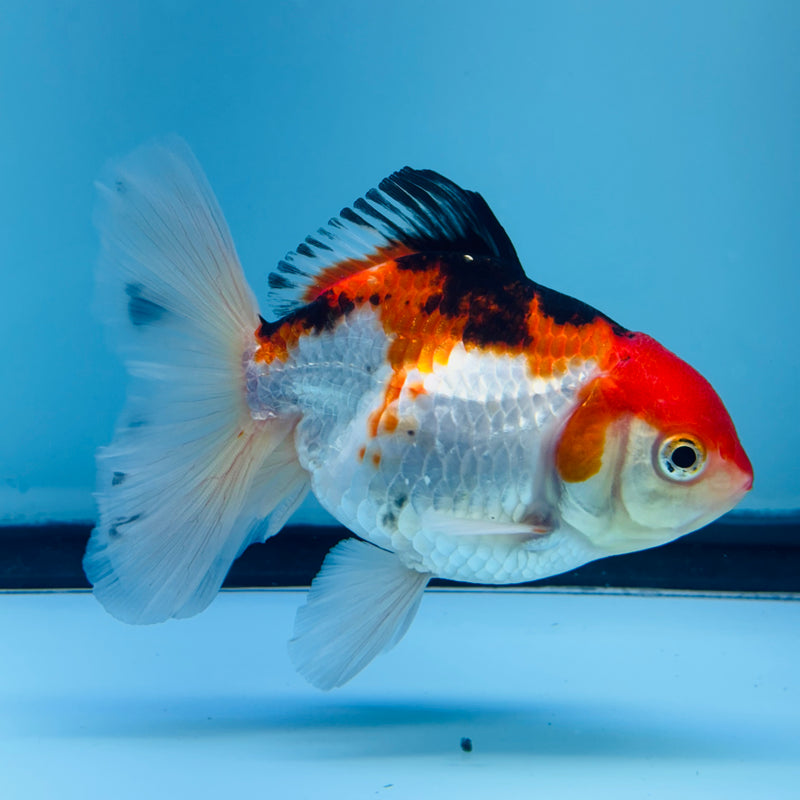 Thai Tri-Color Oranda Giant Breed Female 3.00 Body (KP-161)R1B12