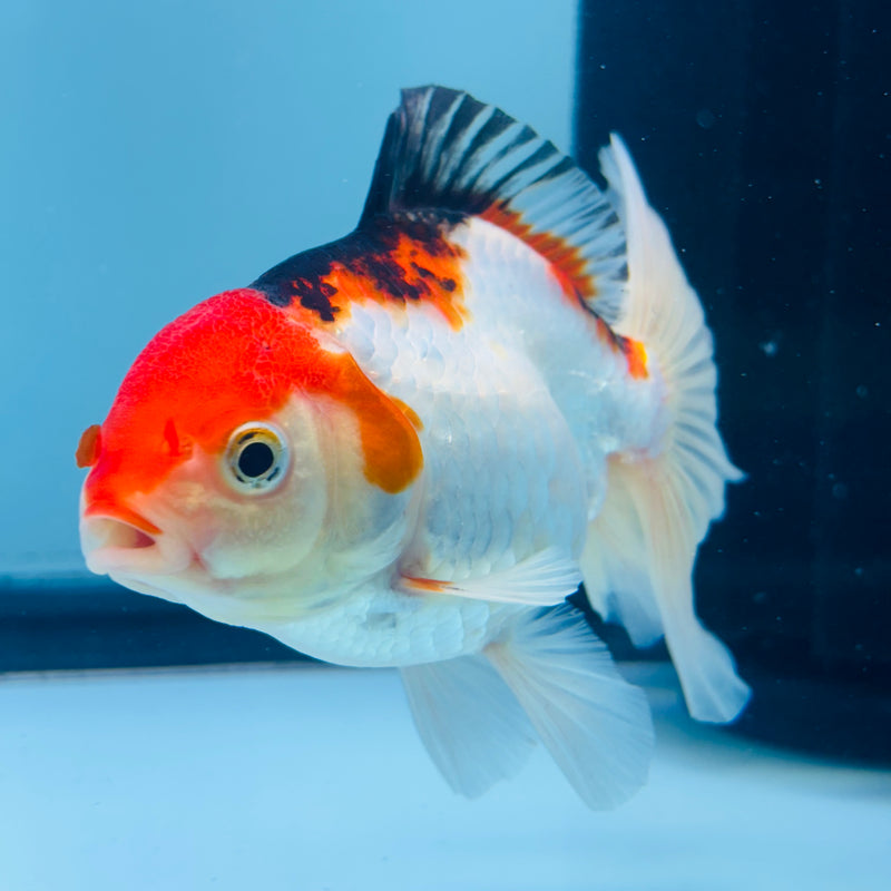 Thai Tri-Color Oranda Giant Breed Female 3.00 Body (KP-161)R1B12