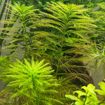 MYRIOPHYLLUM ELATINOIDES (WATER MILFOIL)