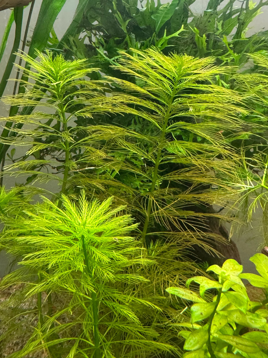 MYRIOPHYLLUM ELATINOIDES (WATER MILFOIL)