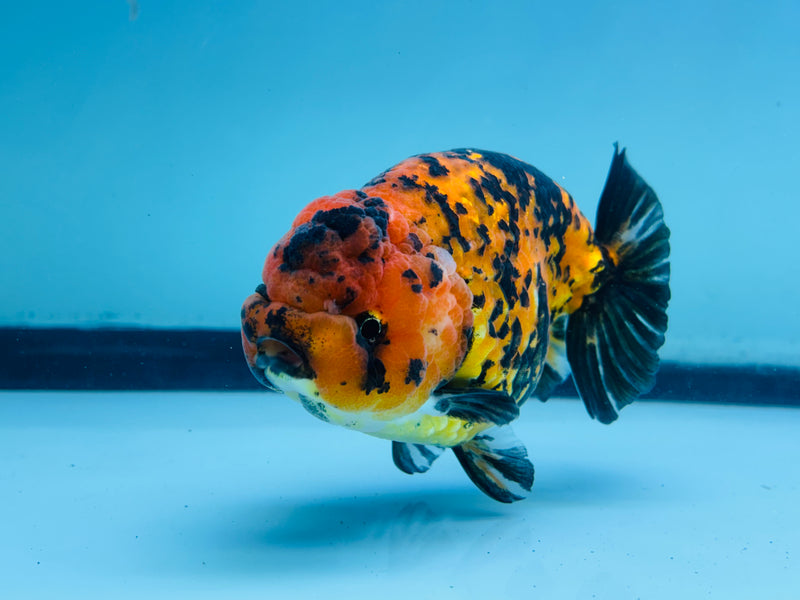 Thai Red Tiger Calico Ranchu 3.50 inch Female (KP-226)R2C07
