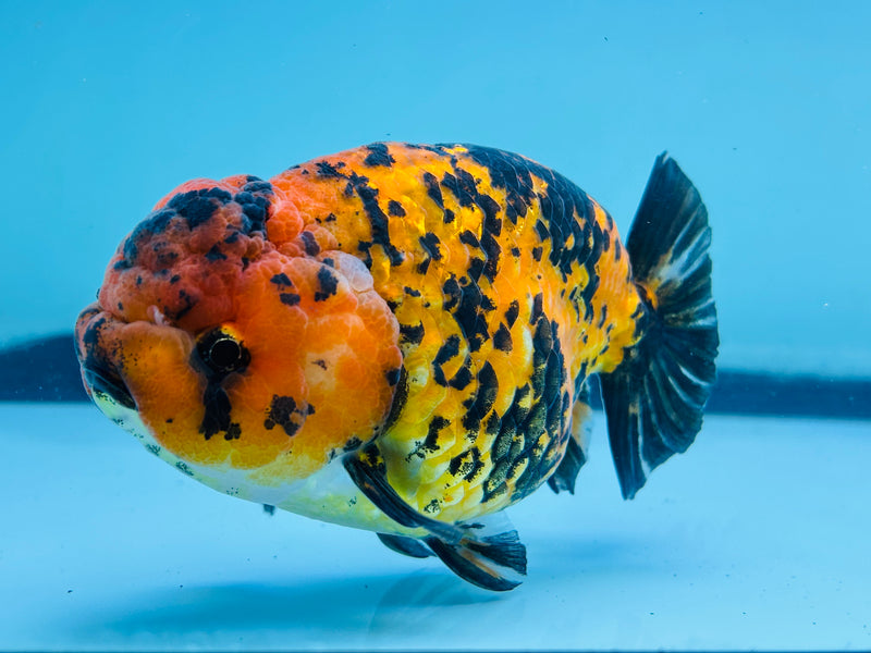 Thai Red Tiger Calico Ranchu 3.50 inch Female (KP-226)R2C07