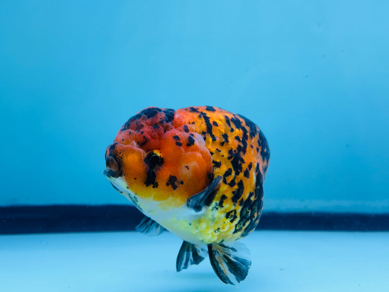 Thai Red Tiger Calico Ranchu 3.50 inch Female (KP-226)R2C07