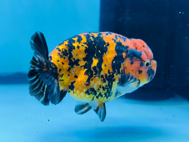 Thai Red Tiger Calico Ranchu 3.50 inch Female (KP-226)R2C07