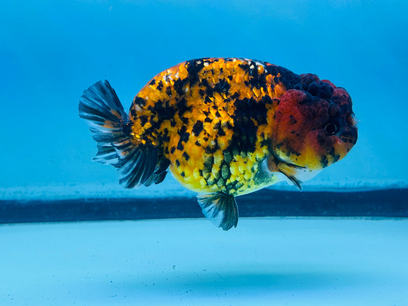 Thai Red Tiger Calico Ranchu 3.50 inch Female (KP-227)R2C07