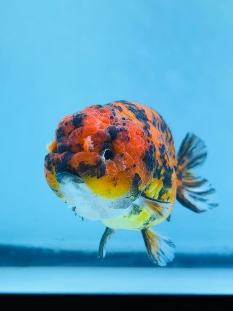 Thai Red Tiger Calico Ranchu 3.50 inch Female (KP-227)R2C07